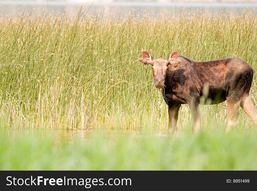 A cow moose gets a drink in the swamp. A cow moose gets a drink in the swamp.