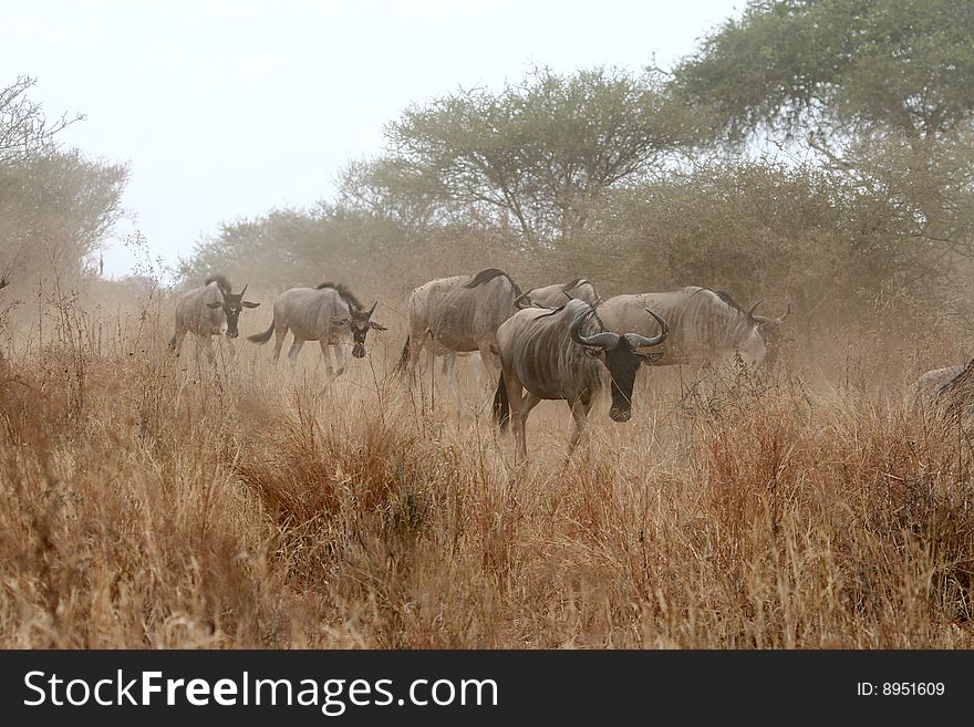 Wildebeests (Connochaetes taurinus) in Tarangire National Park, Tanzania