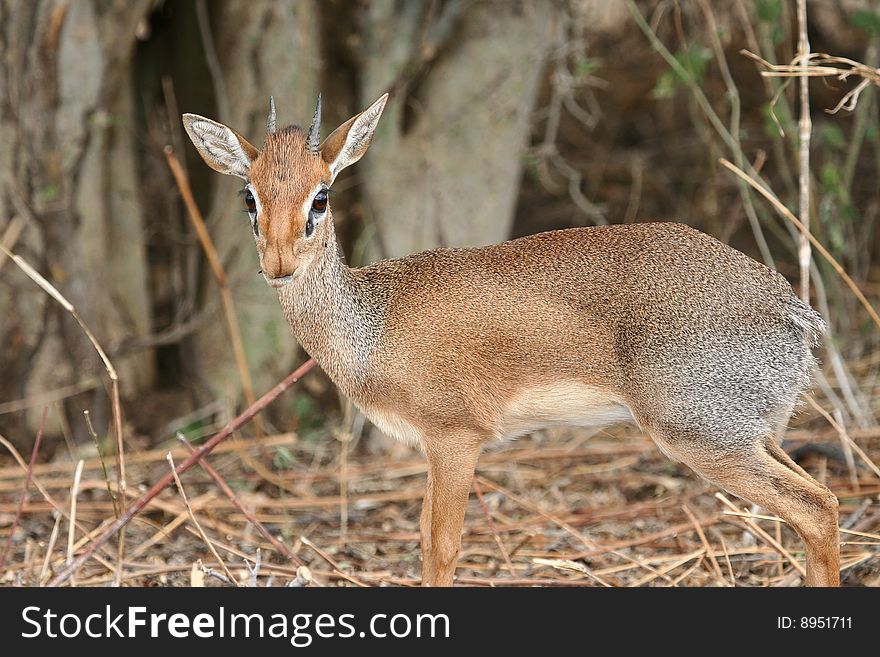 Dikdik antelope in Tarangire National Park, Tanzania