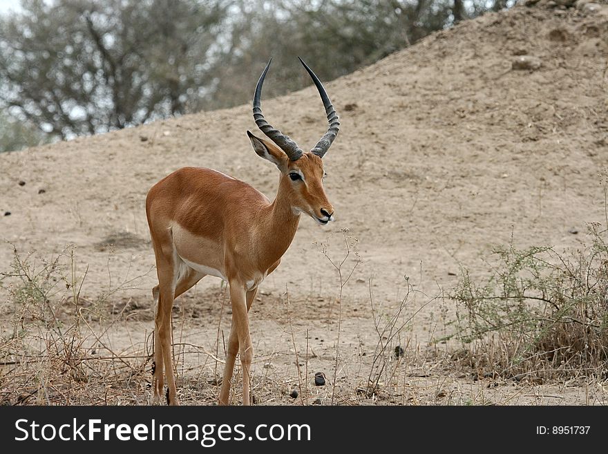 Impala antelope (Aepyceros melampus) in Tarangire National Park, Tanzania