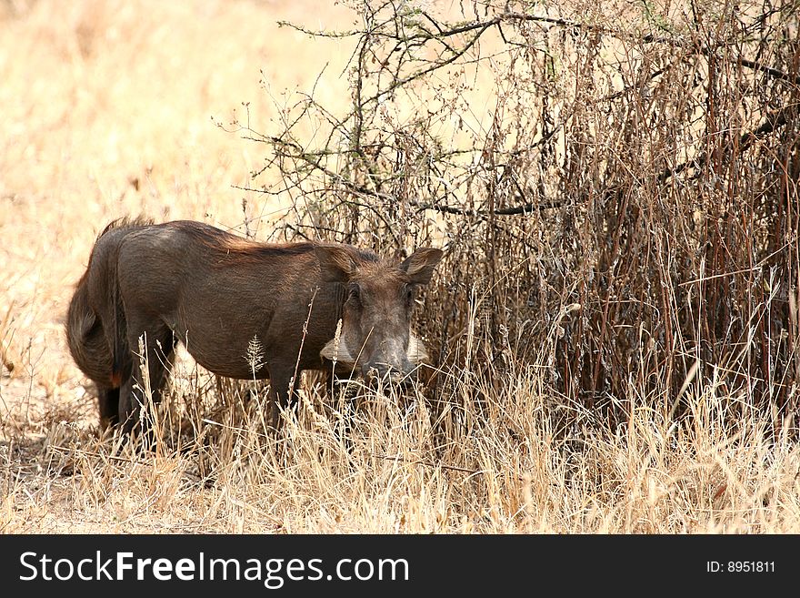 Warthogs (Phacochoerus africanus) grazing in Tarangire National Park, Tanzania