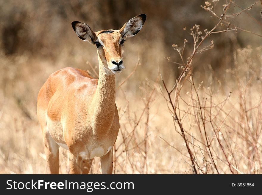 Impala antelope (Aepyceros melampus) in Tarangire National Park, Tanzania