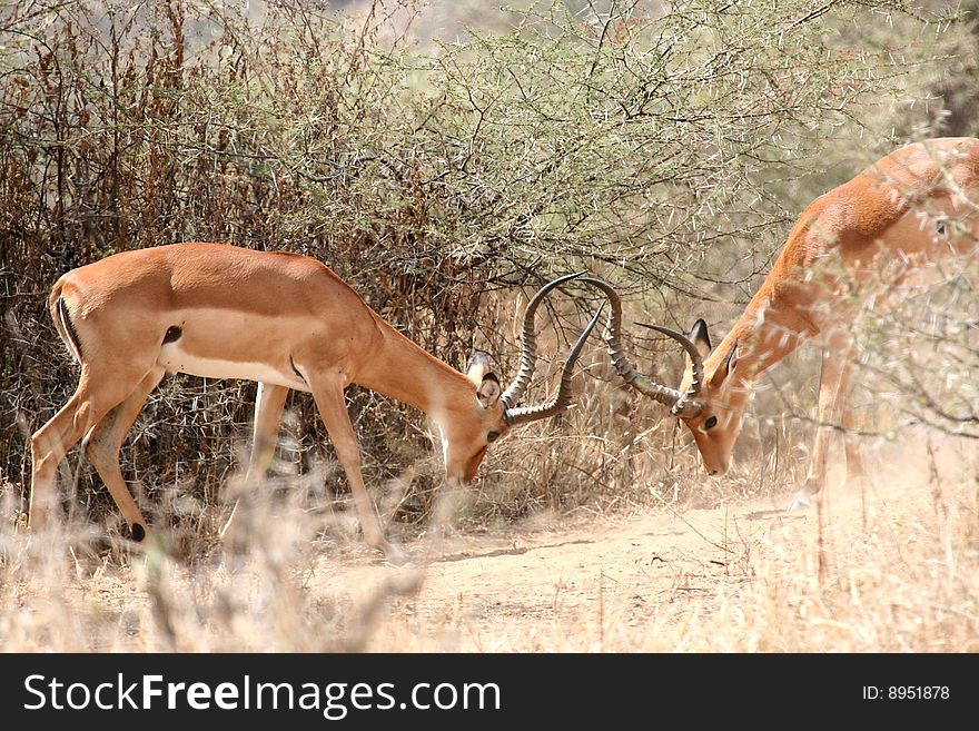 Impala antelopes (Aepyceros melampus) fighting (Tarangire National Park, Tanzania). Impala antelopes (Aepyceros melampus) fighting (Tarangire National Park, Tanzania)