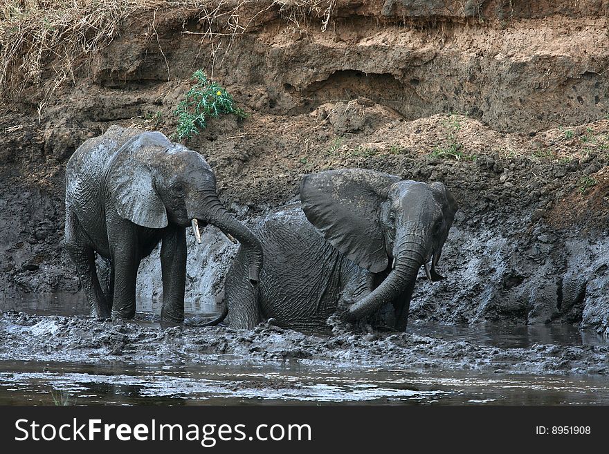 African elephants bathing in mud (Tarangire National Park, Tanzania). African elephants bathing in mud (Tarangire National Park, Tanzania)