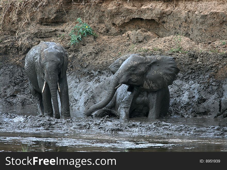 African elephants bathing in muddy water (Tarangire National Park, Tanzania). African elephants bathing in muddy water (Tarangire National Park, Tanzania)