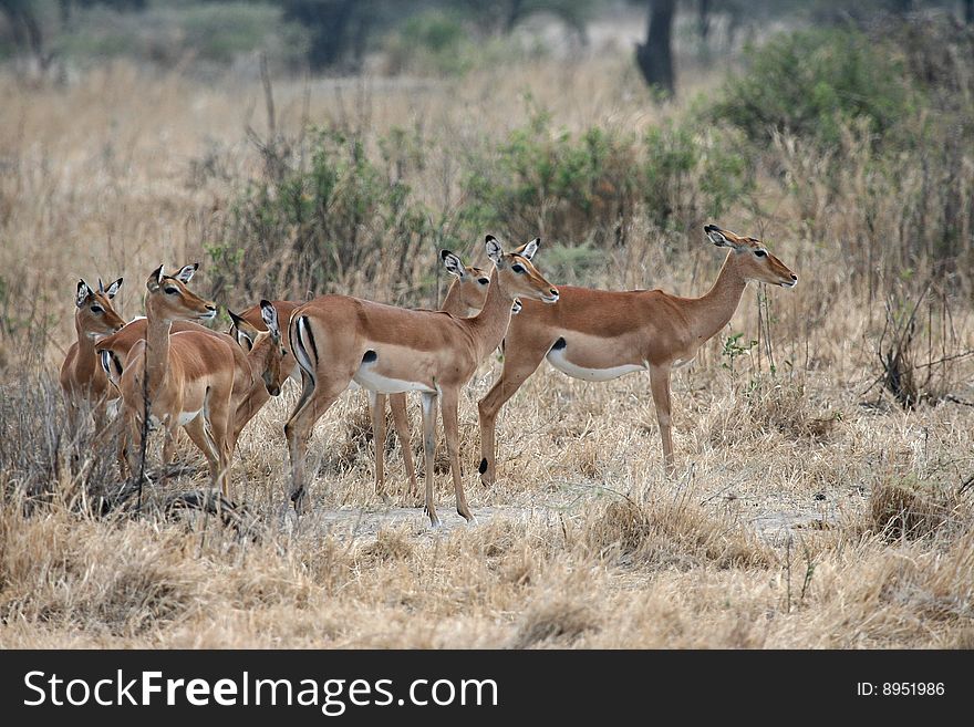 Small herd of impala antelopes (Aepyceros melampus) in Tarangire National Park, Tanzania. Small herd of impala antelopes (Aepyceros melampus) in Tarangire National Park, Tanzania