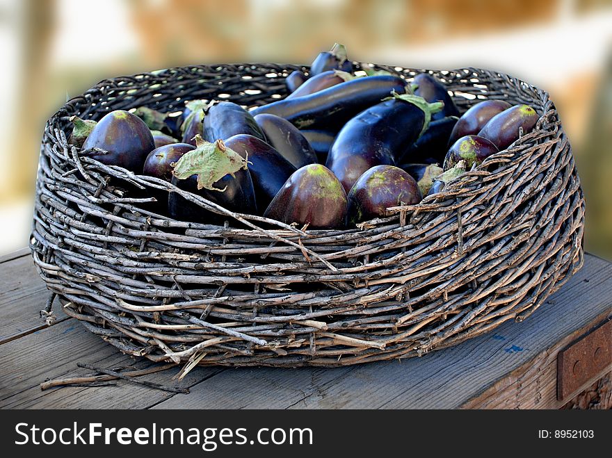 Eggplants in a nest for the picking.