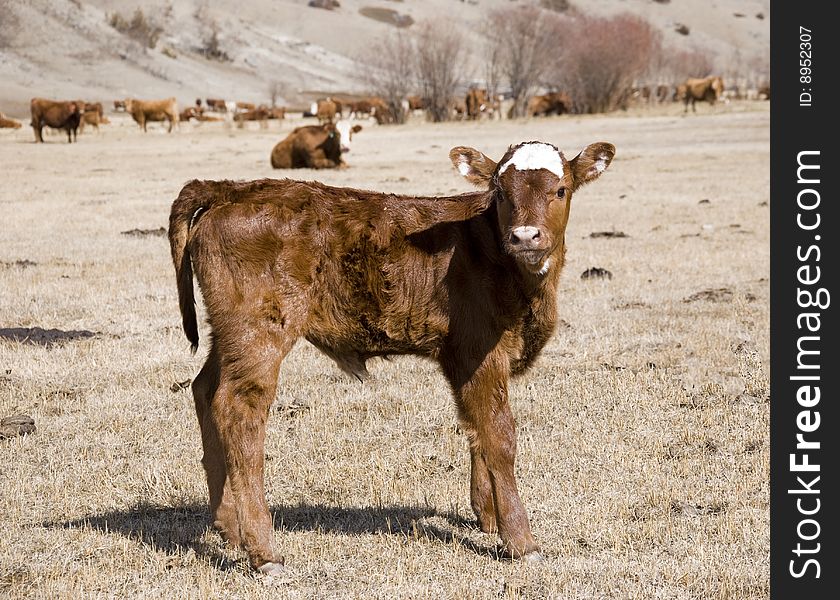 One day old calf on the meadow. One day old calf on the meadow