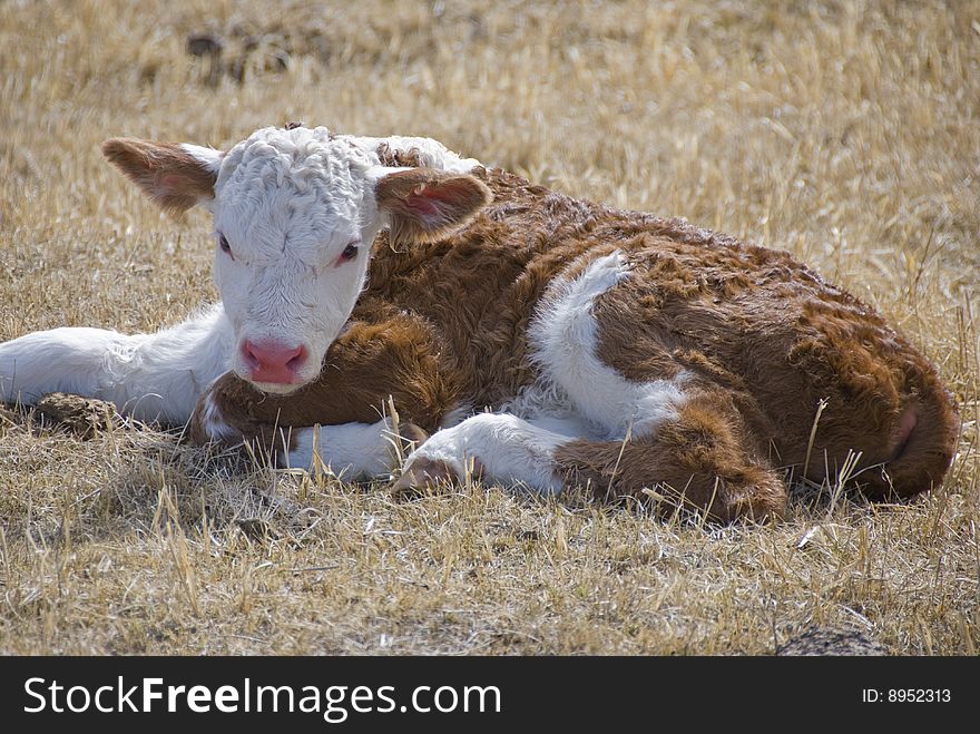 One day old calf on the meadow. One day old calf on the meadow