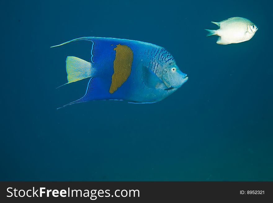 Yellowbar angelfish (pomacanthus maculosus) taken in the red sea.