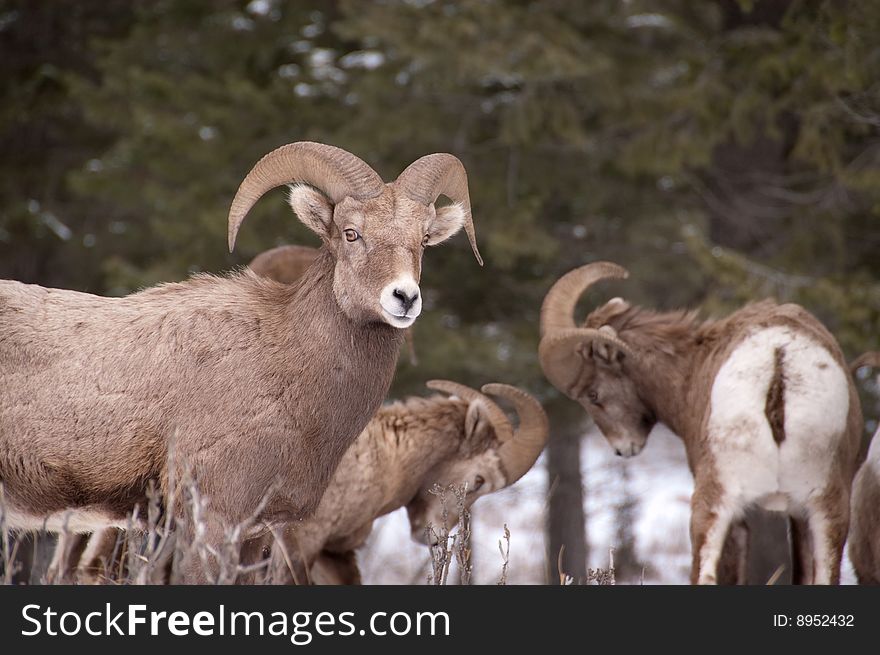 A mature bighorn ram looks on while two younger ones spar in the background. A mature bighorn ram looks on while two younger ones spar in the background.