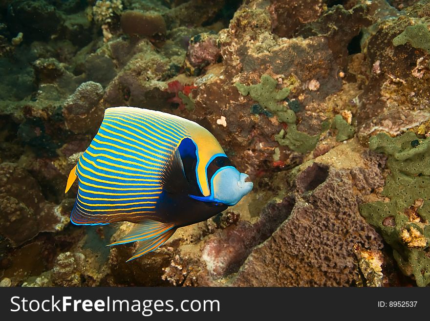 Emperor angelfish (pomacanthus imperator) taken in the red sea.