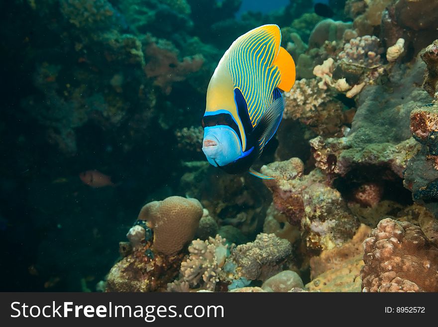 Emperor angelfish (pomacanthus imperator) taken in the red sea.