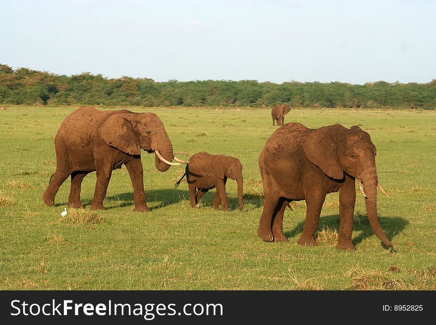 Two adult elephants and one baby walking across a clearing. Two adult elephants and one baby walking across a clearing