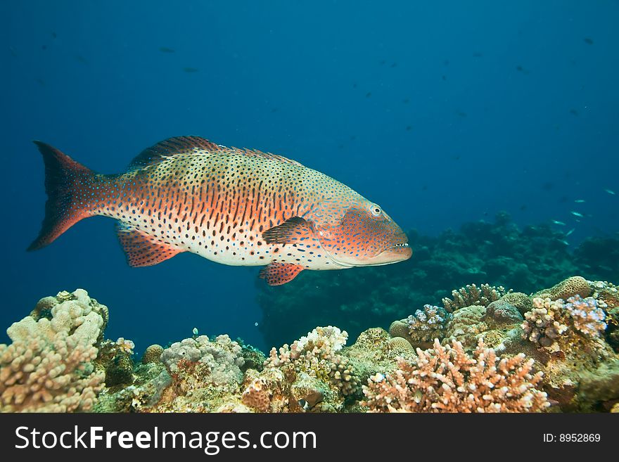 Coralgrouper (plectropomus pessuliferus) taken in the red sea.