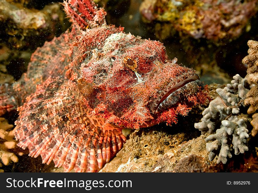 Smallscale scorpionfish (scorpaenopsis oxycephala) taken in the red sea.