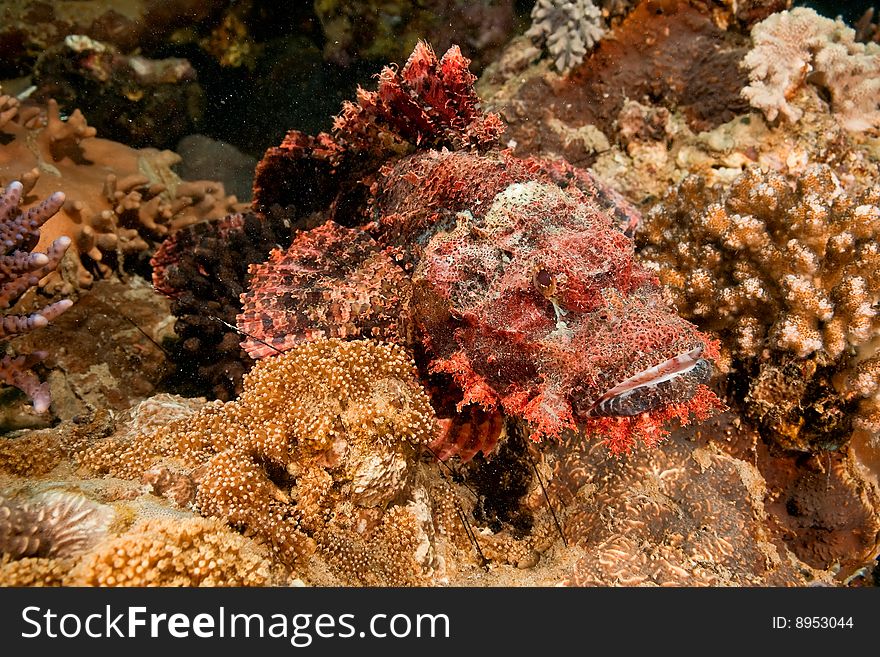 Smallscale scorpionfish (scorpaenopsis oxycephala) taken in the red sea.