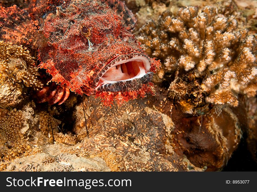 Smallscale scorpionfish