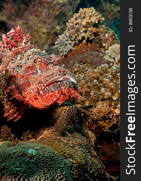 Smallscale scorpionfish (scorpaenopsis oxycephala) taken in the red sea.