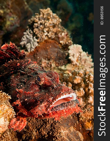 Smallscale scorpionfish (scorpaenopsis oxycephala) taken in the red sea.