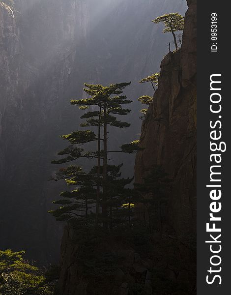 Pines in the mountains in the south of china