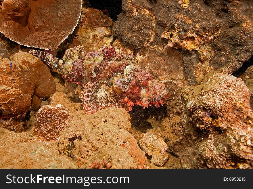 Smallscale scorpionfish (scorpaenopsis oxycephala) taken in the red sea.