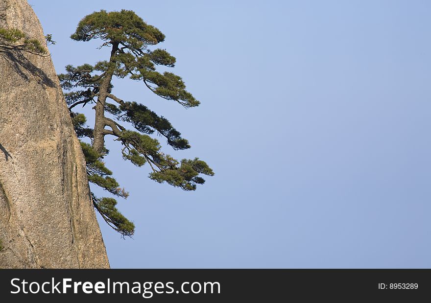 Pines in sky