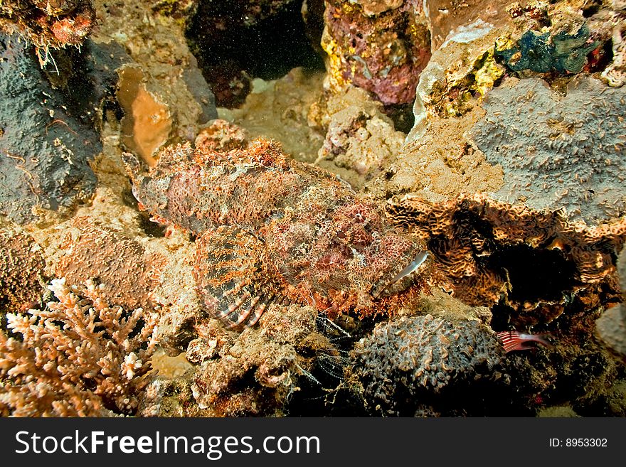 Smallscale scorpionfish (scorpaenopsis oxycephala) taken in the red sea.