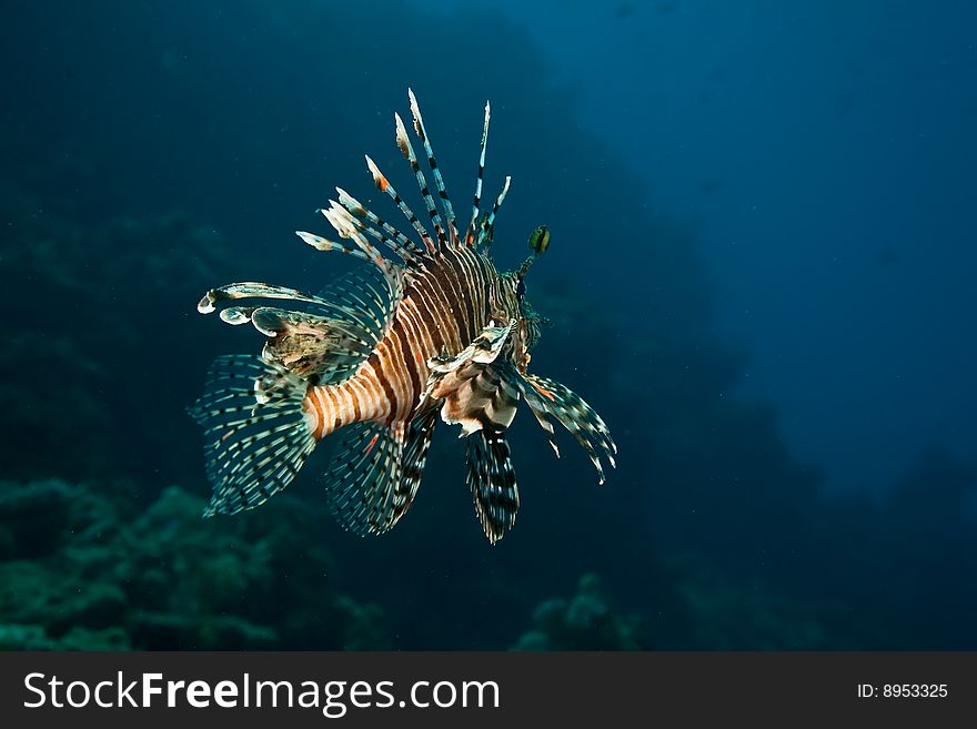 Lionfish (pterois miles) taken in the red sea.