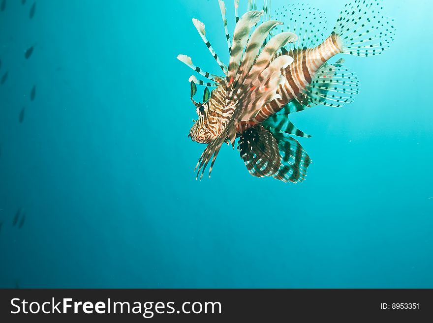 Lionfish (pterois miles) taken in the red sea.