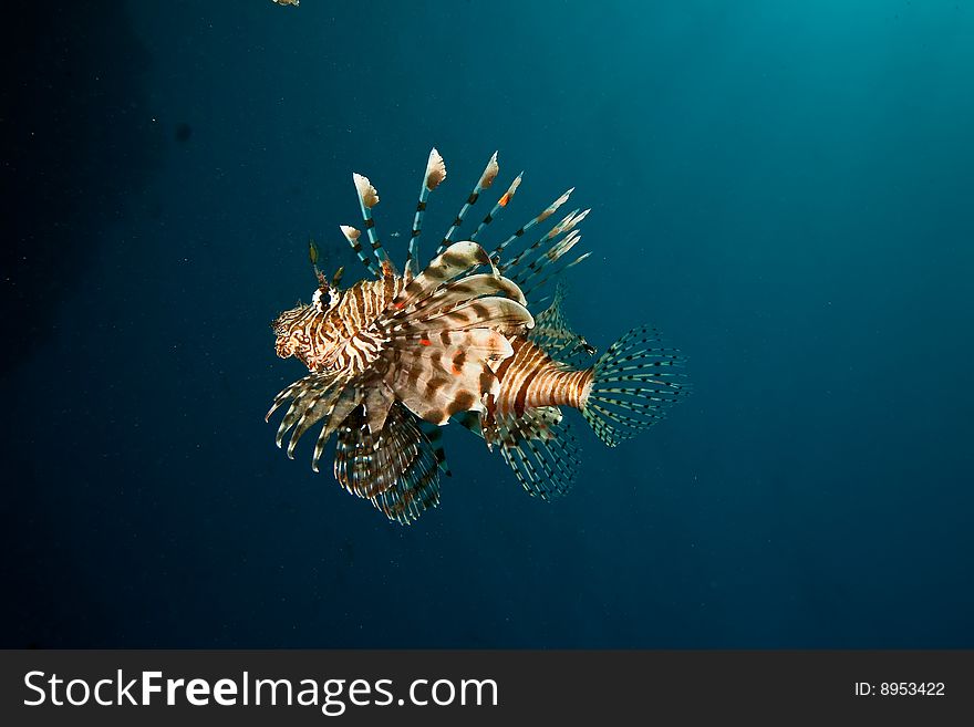 Lionfish (pterois miles) taken in the red sea.