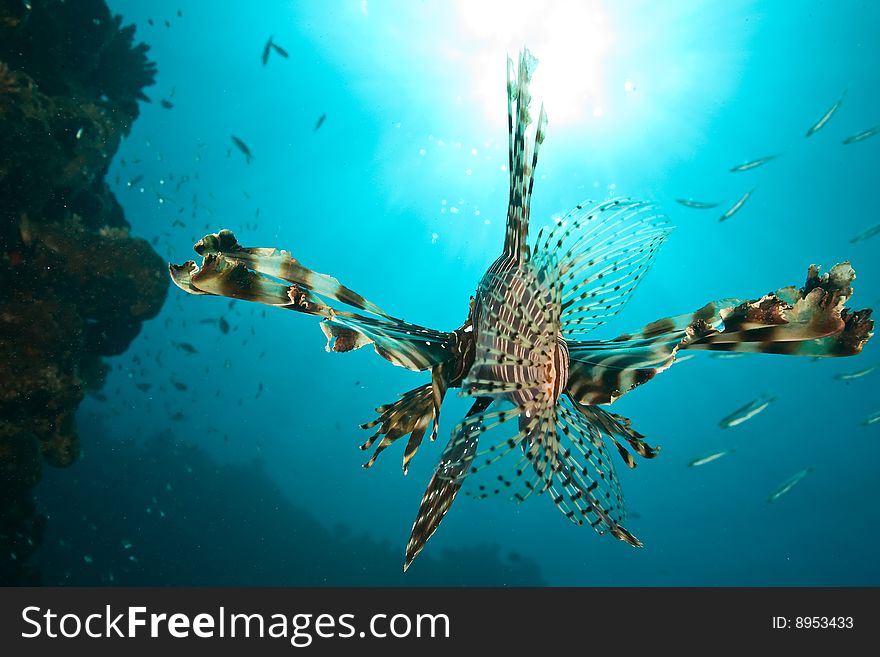 Lionfish (pterois miles) taken in the red sea.