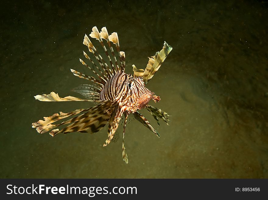 Lionfish (pterois miles) taken in the red sea.