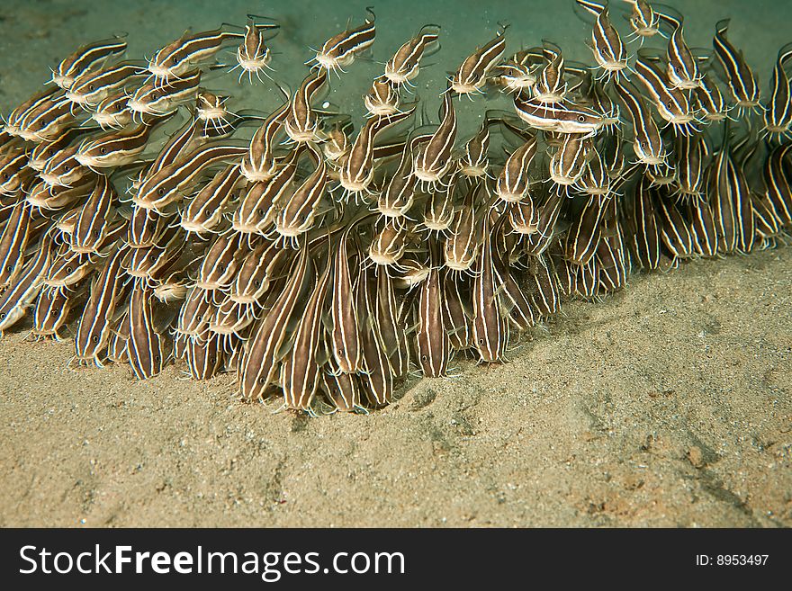 Striped eel catfish (plotosus lineatus) taken in the red sea.