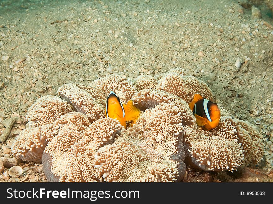 Anemonefish And Haddon S Anemone