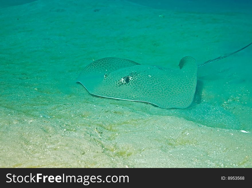 Darkspotted stingray (himantura uarnak) taken in the red sea.