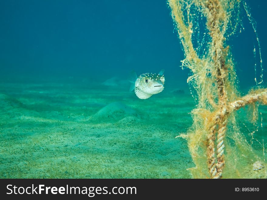 Pufferfish and ocean taken in the red sea.