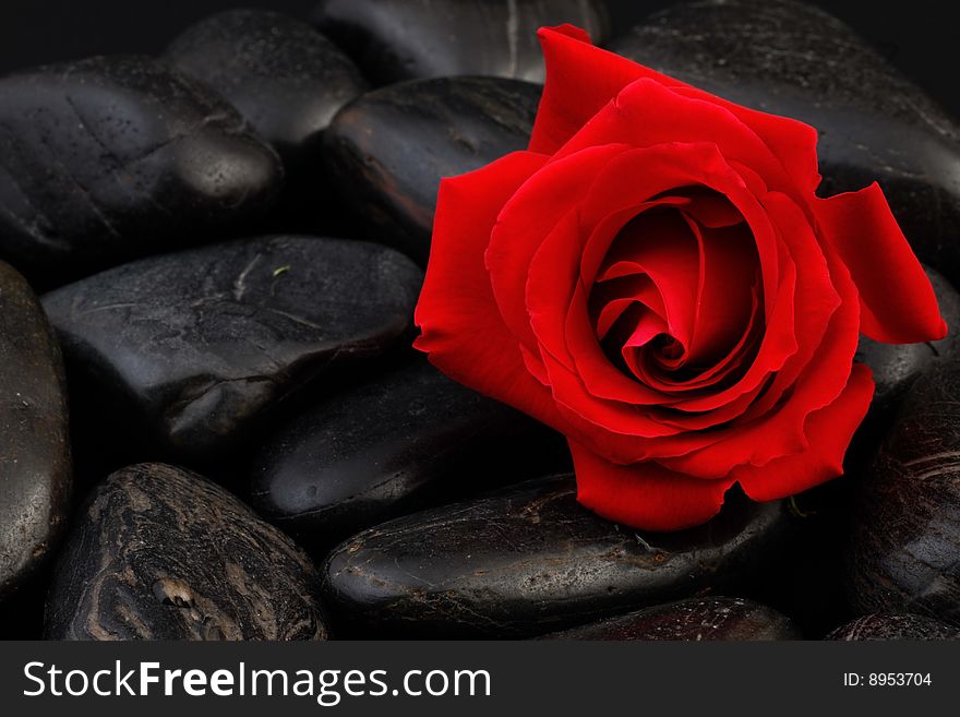 Red rose on black stone background.