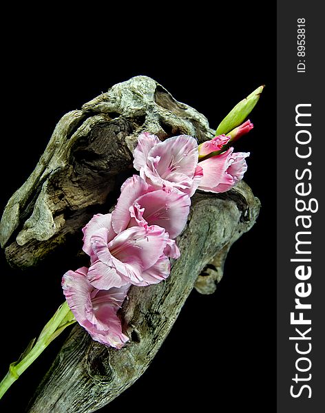 Pink gladiola on a unique piece of driftwood. Pink gladiola on a unique piece of driftwood.