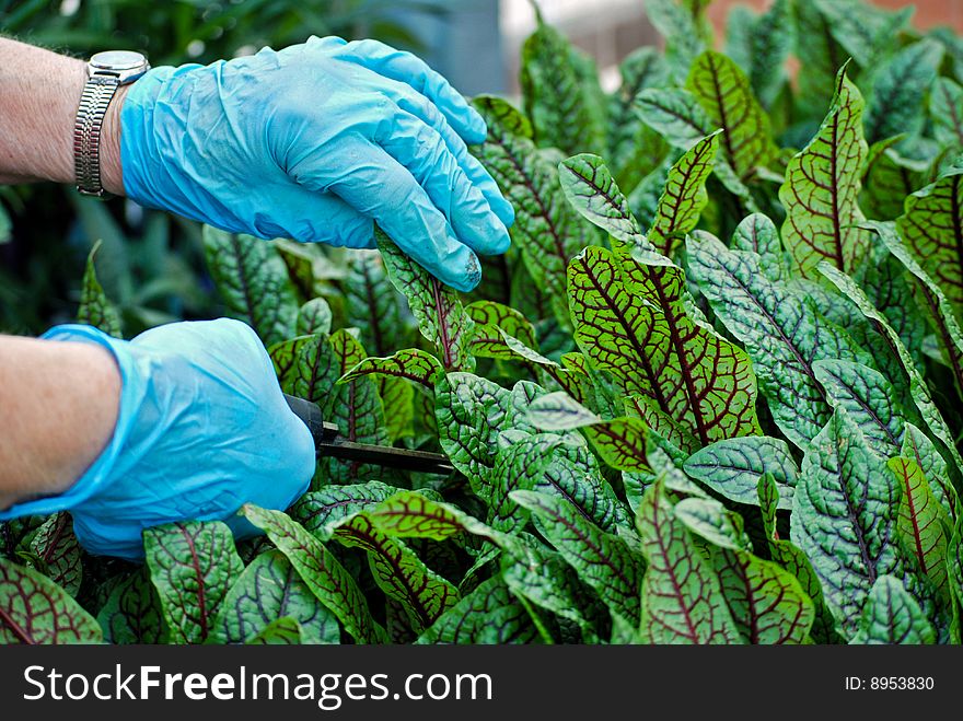 Greenhouse worker pruning back a plant. Greenhouse worker pruning back a plant.