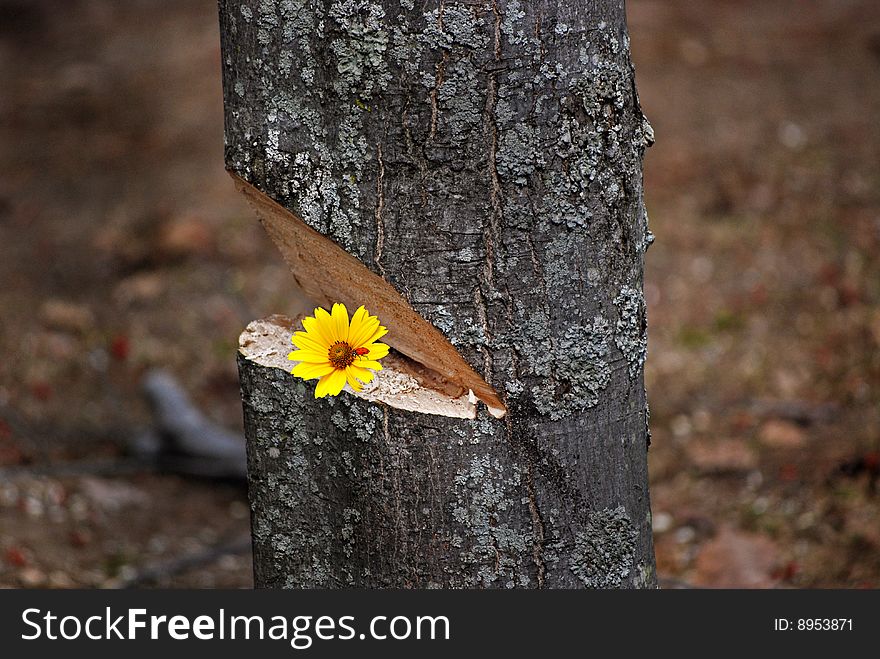 Ladybug on a brigh daisy in a notched maple tree. Ladybug on a brigh daisy in a notched maple tree.