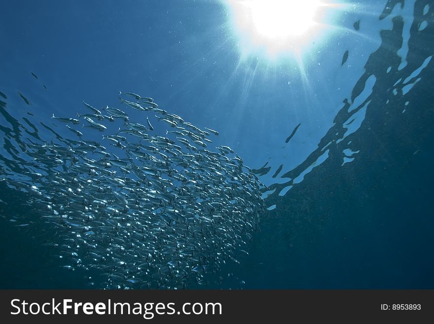 Striped mackerel (rastrelliger kanagurta) taken in the red sea.