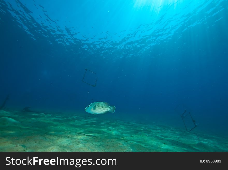 Ocean and napoleon wrasse taken in the red sea.