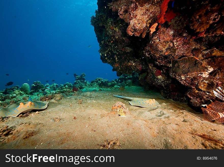 Coral and bluespotted stingray taken in the red sea.