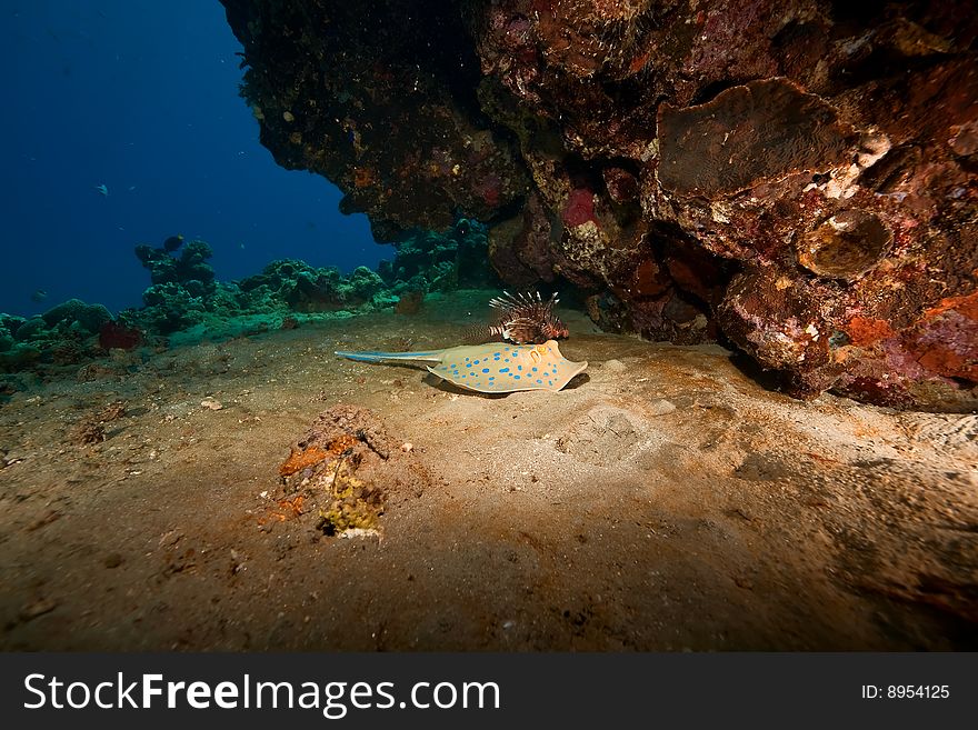 Coral And Bluespotted Stingray