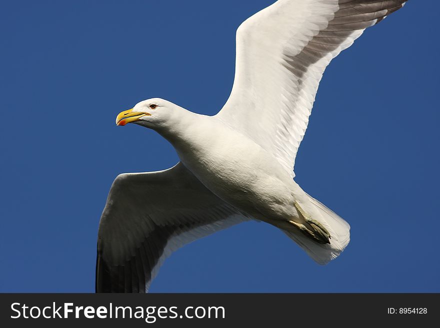 Image of a kelp gull in flight.