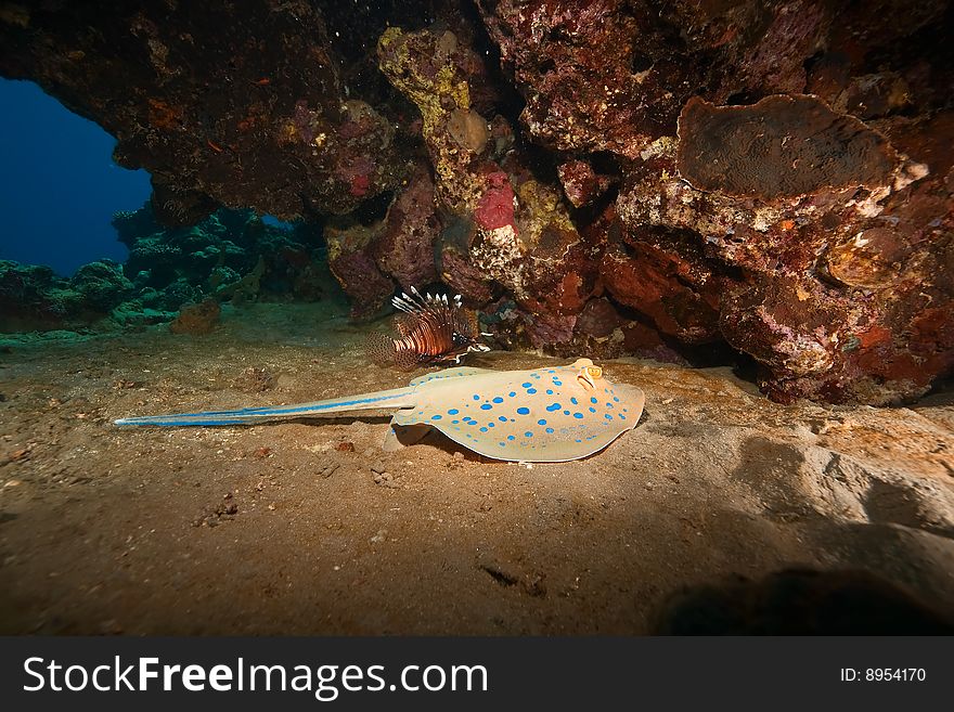 Coral and bluespotted stingray