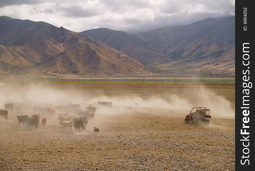 Herding cattle in New Zealand with dogs