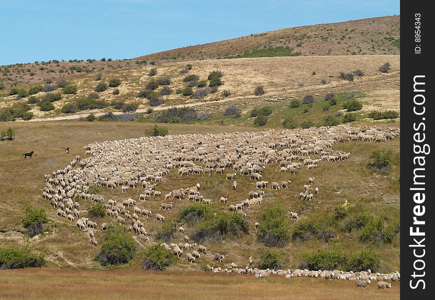 Herding sheep in New Zealand with dogs