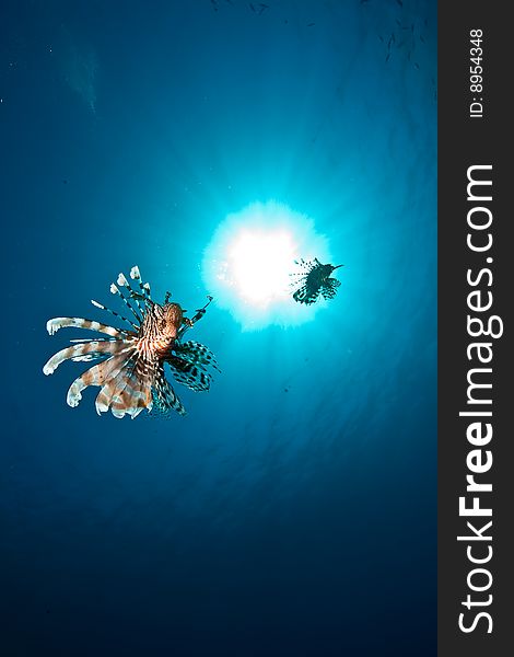 Ocean, lionfish and sun taken in the red sea.